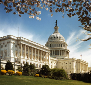 U.S. Capitol building with blooming cherry blossoms in the foreground and a clear blue sky.
