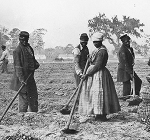 Black and white historical photograph of laborers working in a field, using hoes and wearing period attire.