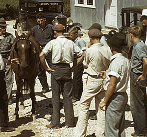 A group of men gathered around a horse on a gravel path, with vintage cars in the background.